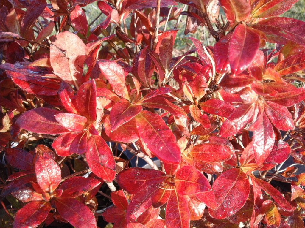Czerwone liście azalii jesienią.