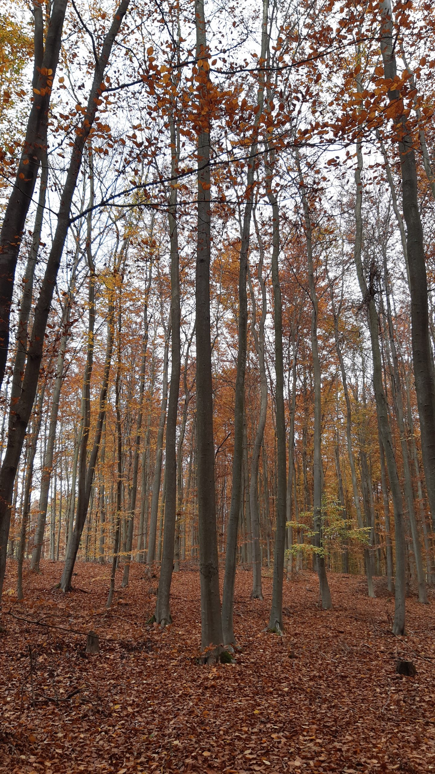 Las bukowy jesienią.